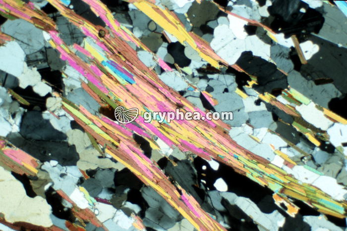 Micaschiste MB 221 LPA x7 - gryphea.com